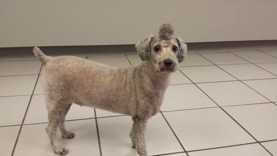 Welcome to Mandy s Dog O Mat Home
