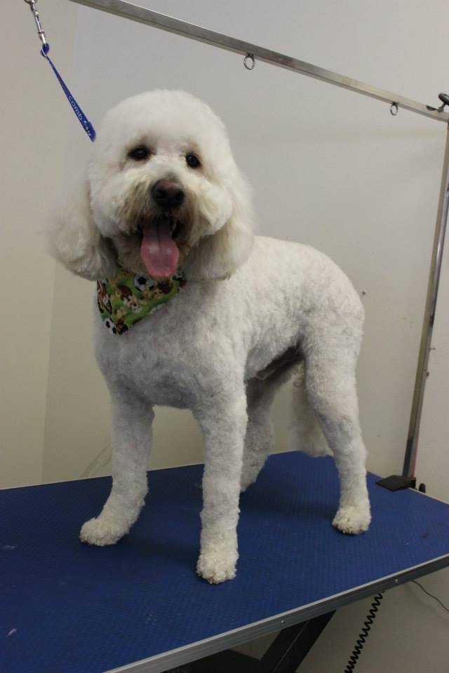 Dog o shop mat 2